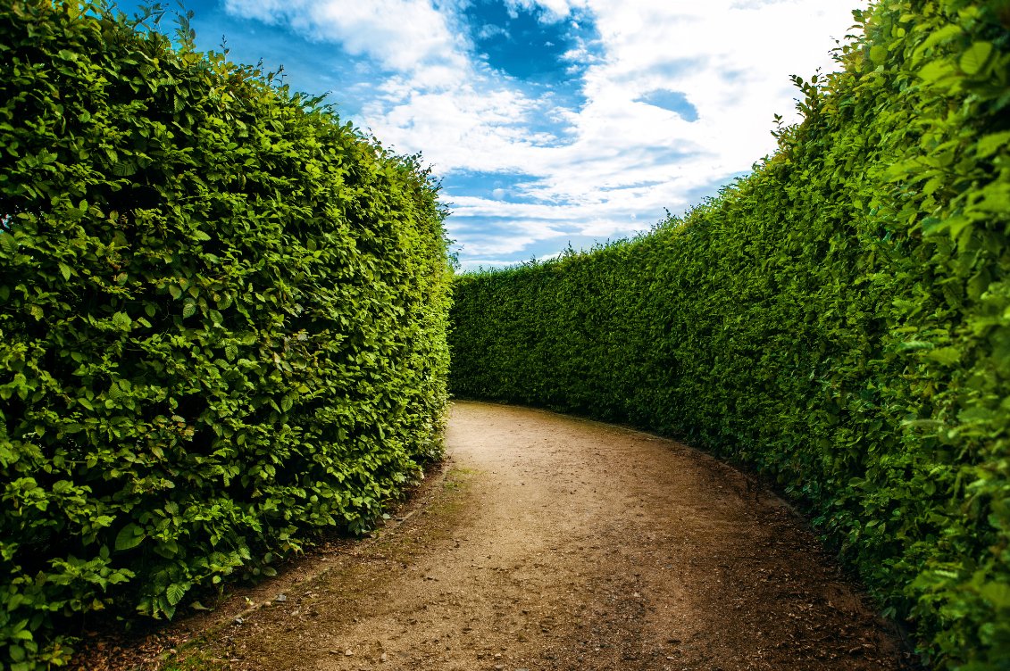 Path through a green hedge maze