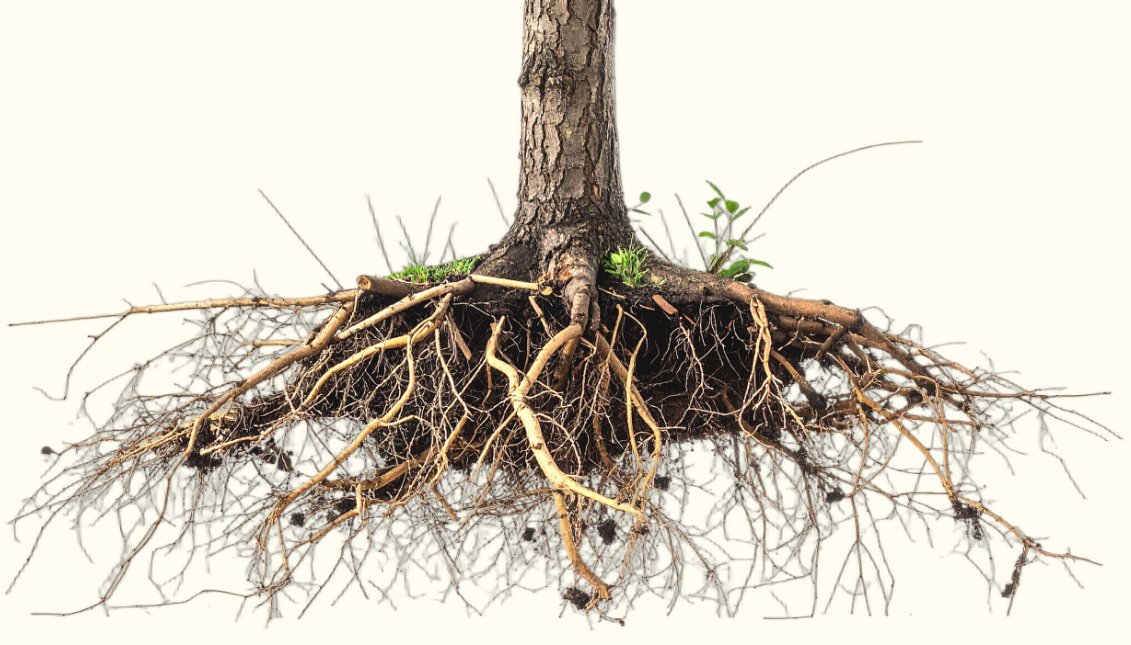 Bare tree roots exposed above the ground