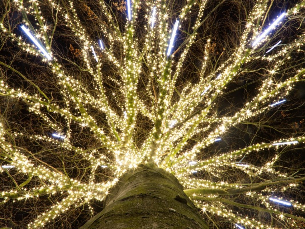 String lights woven through bare tree branches at night